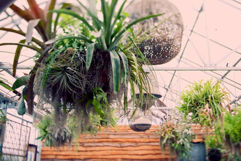 Kelly + Rich, With Hands Held Tightly 20 hangingairplantdetails.TerrainatStyers.AlisaTonggCelebrant.JoyeusePhotography