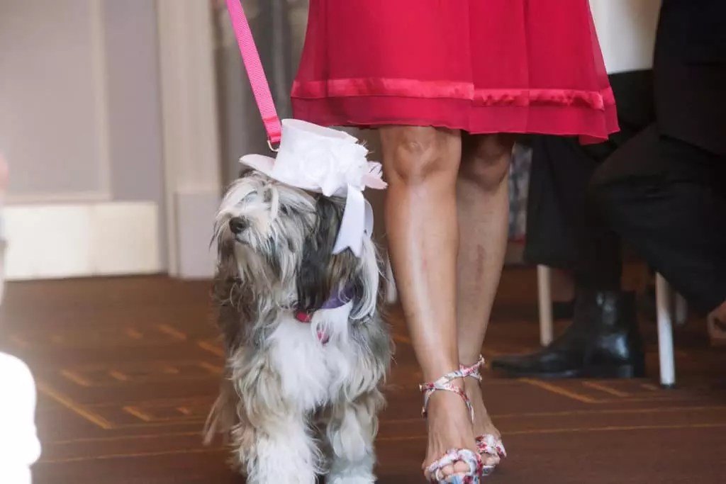 Bobby + Javi, Already Married in Their Hearts 4 puppy down the aisle alisa tongg celebrant elaine zelker photography